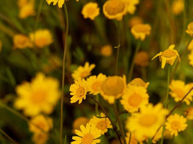 Retiro Conexão e Salto Quântico - Mirada Sistémica